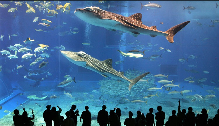 Aquarium Istanbul