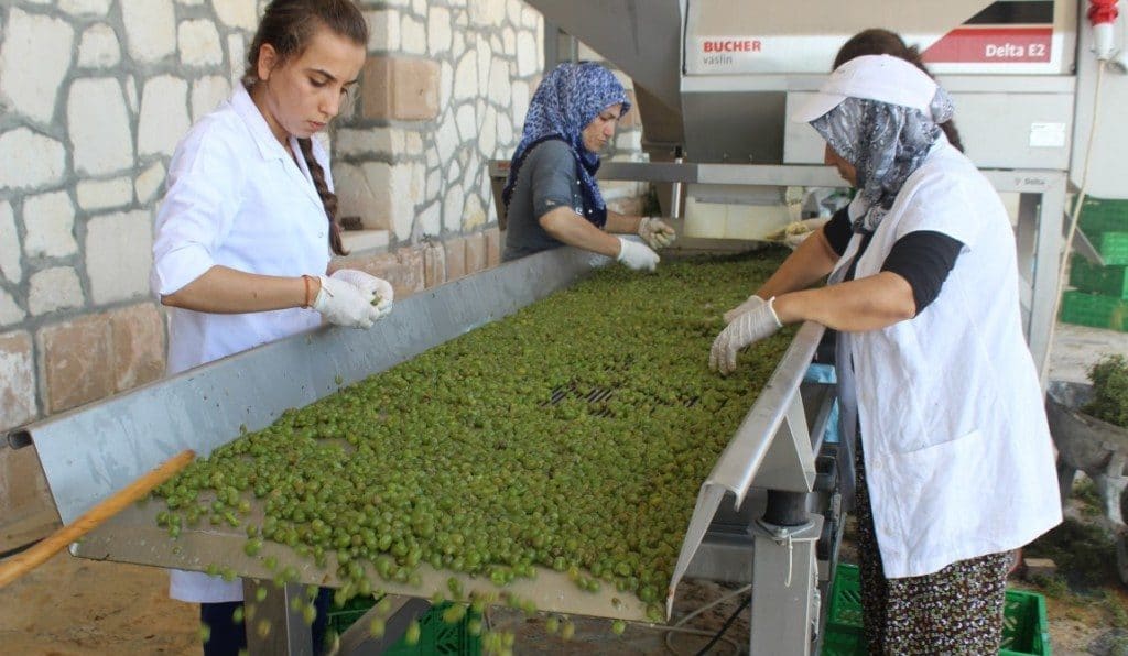 Tri effectué après une récolte de raisins blancs destinés à la production de vin blanc Narince.