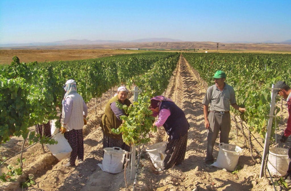 Cueillette des raisins dans les vignobles des Côtes d’Avanos des vins de Kavaklıdere en Turquie.